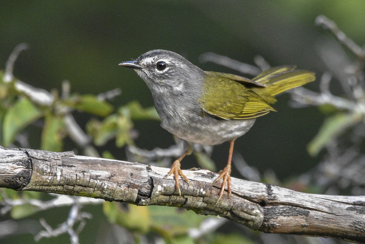 Olivflanken-Waldsänger - ML566251241