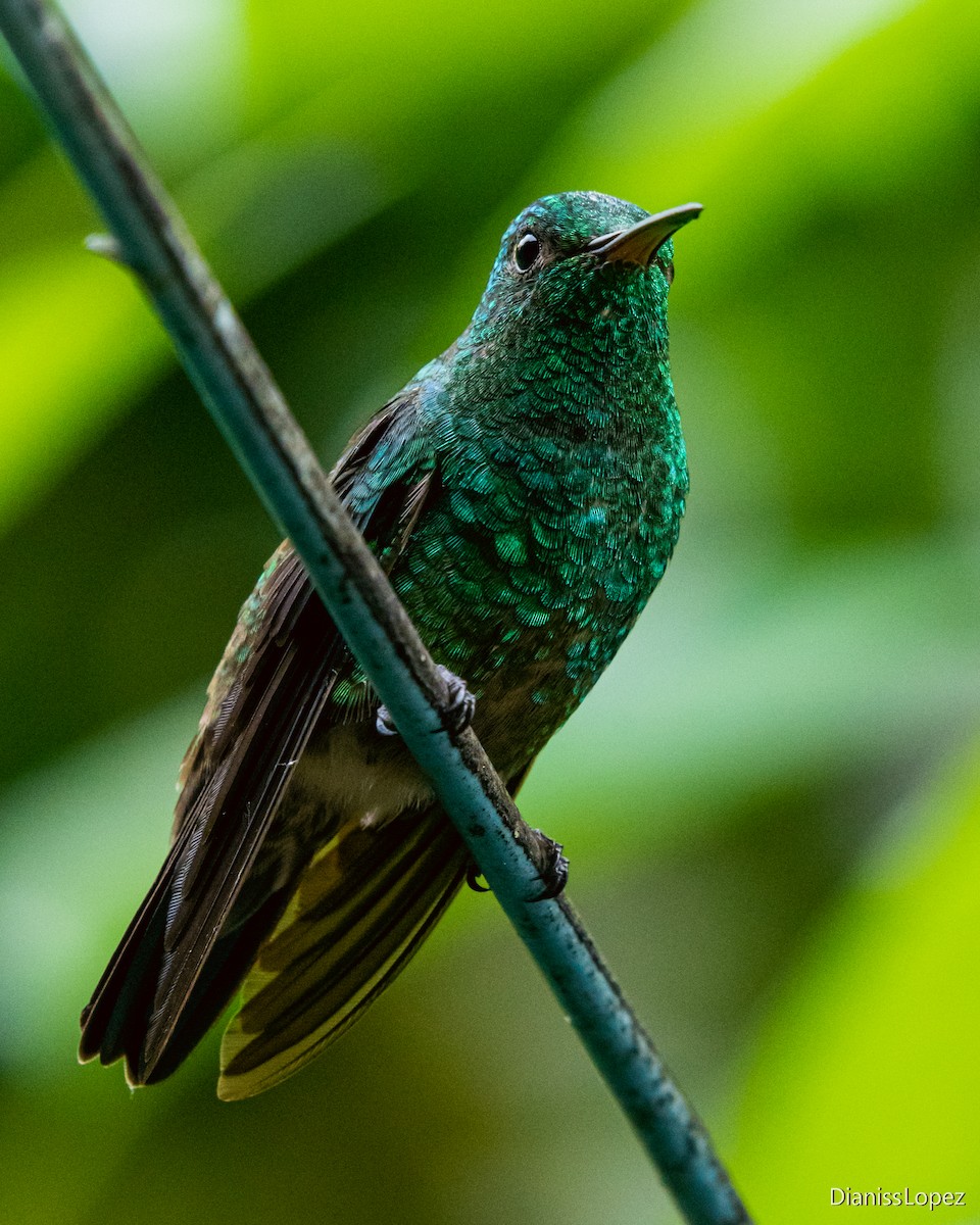 Steely-vented Hummingbird - ML566252251