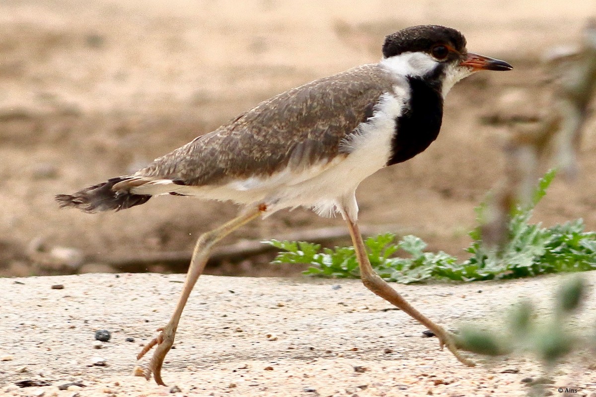 Red-wattled Lapwing - ML566252981