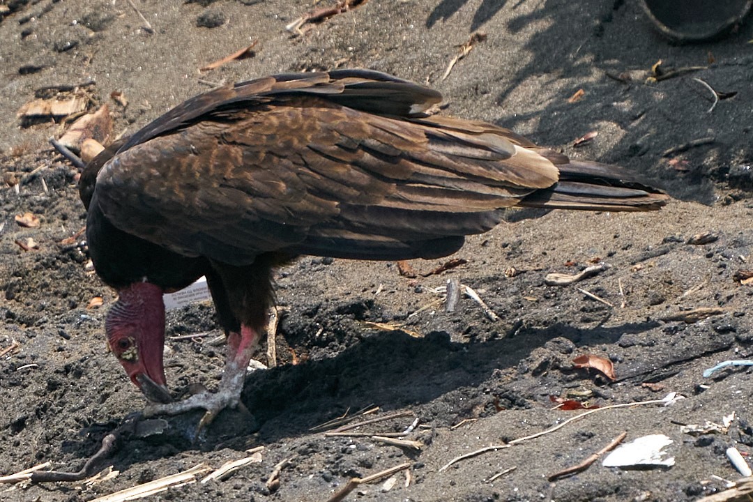 Turkey Vulture - ML566253271