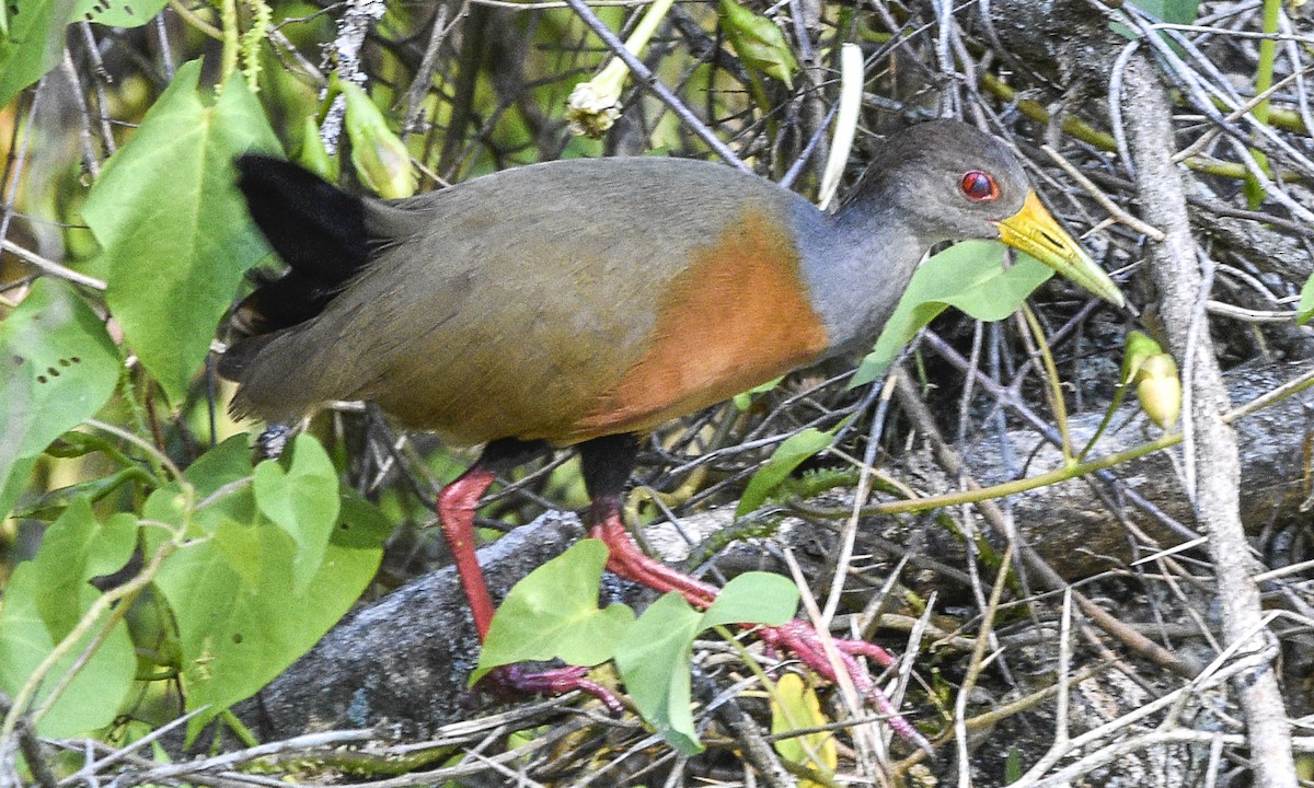 Gray-cowled Wood-Rail - ML566253871