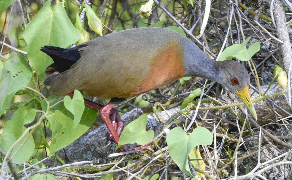 Gray-cowled Wood-Rail - ML566253881