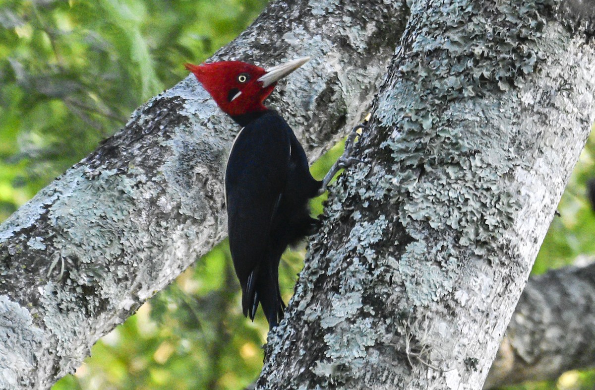 Cream-backed Woodpecker - federico nagel