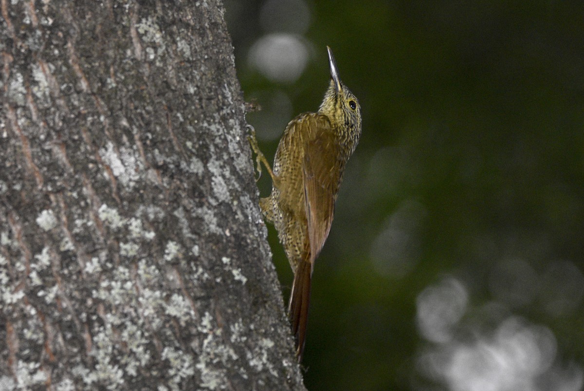 Planalto Woodcreeper - ML566254481