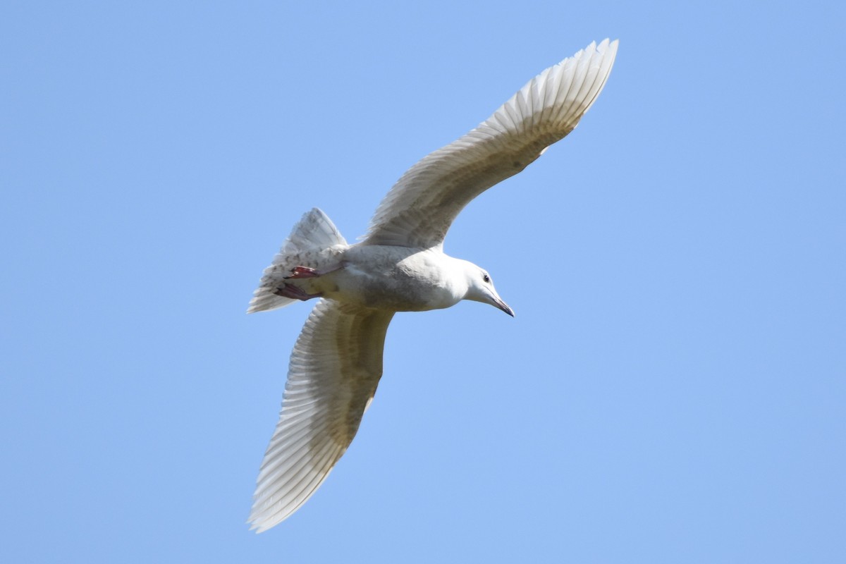 Iceland Gull (kumlieni/glaucoides) - ML56625471