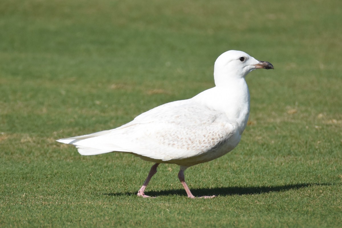 Iceland Gull (kumlieni/glaucoides) - ML56625491