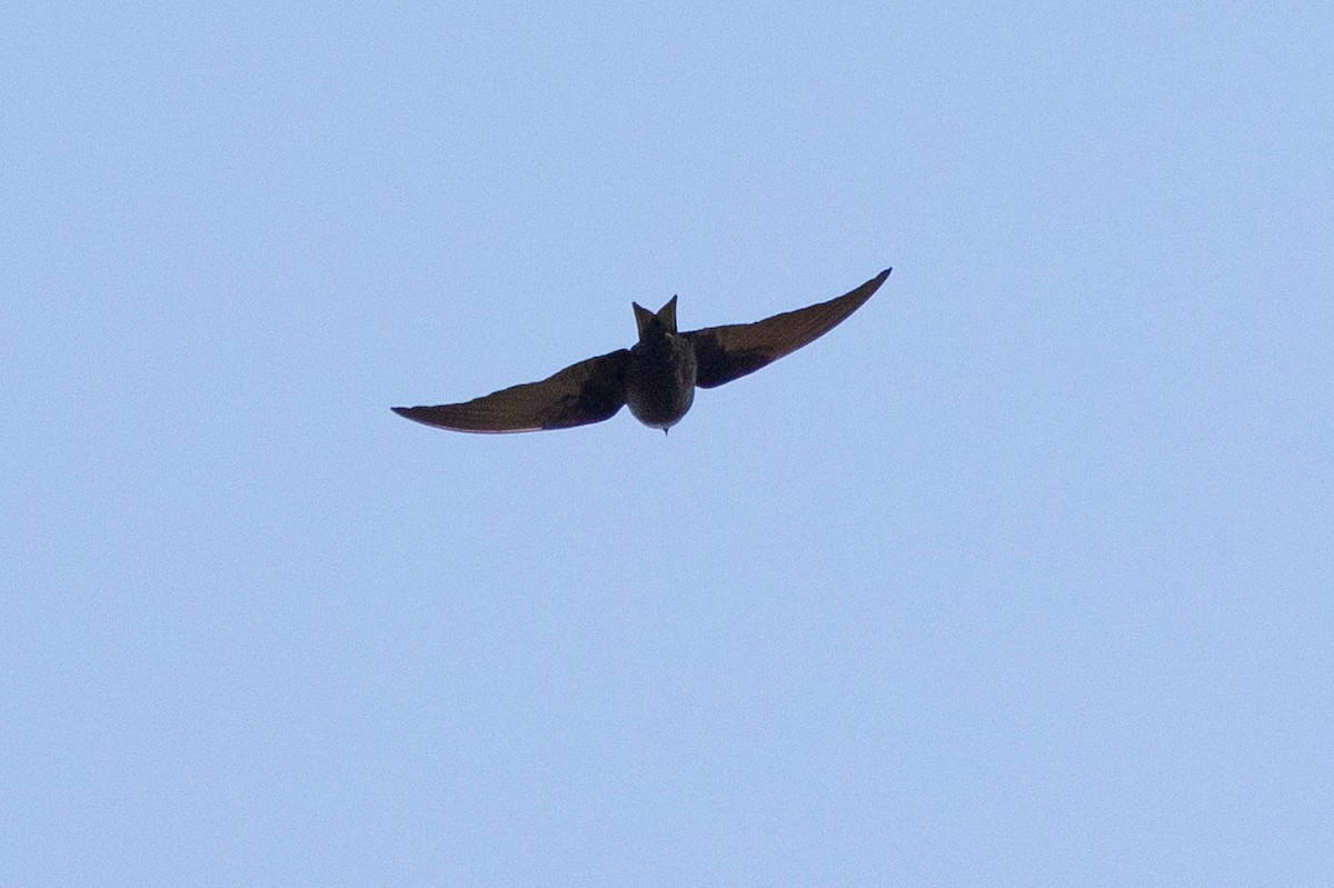 Purple Martin - Doug Gochfeld