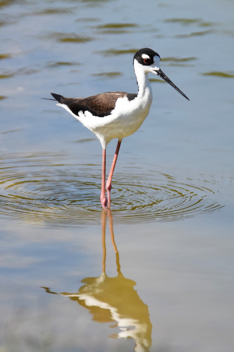 Black-necked Stilt - ML56625511