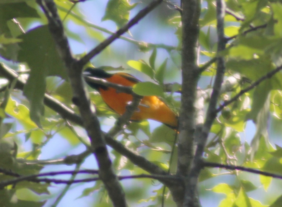 Baltimore Oriole - ML566255171