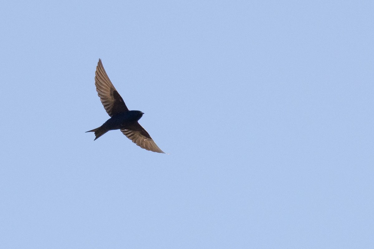 Golondrina Purpúrea - ML566255181