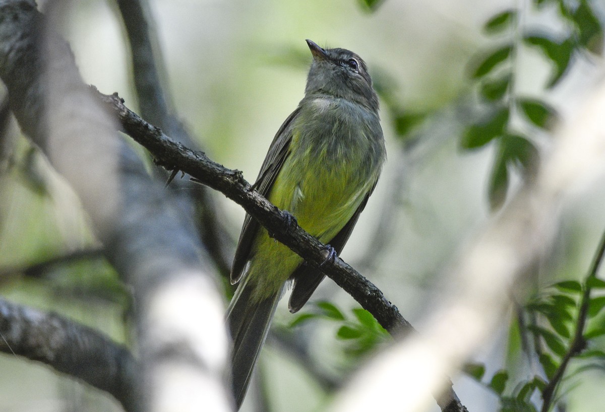 Yellow-olive Flatbill - federico nagel