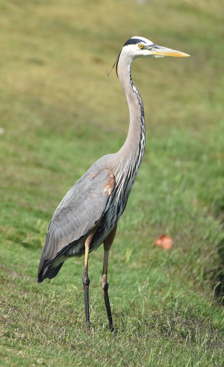 Great Blue Heron - ML56625531