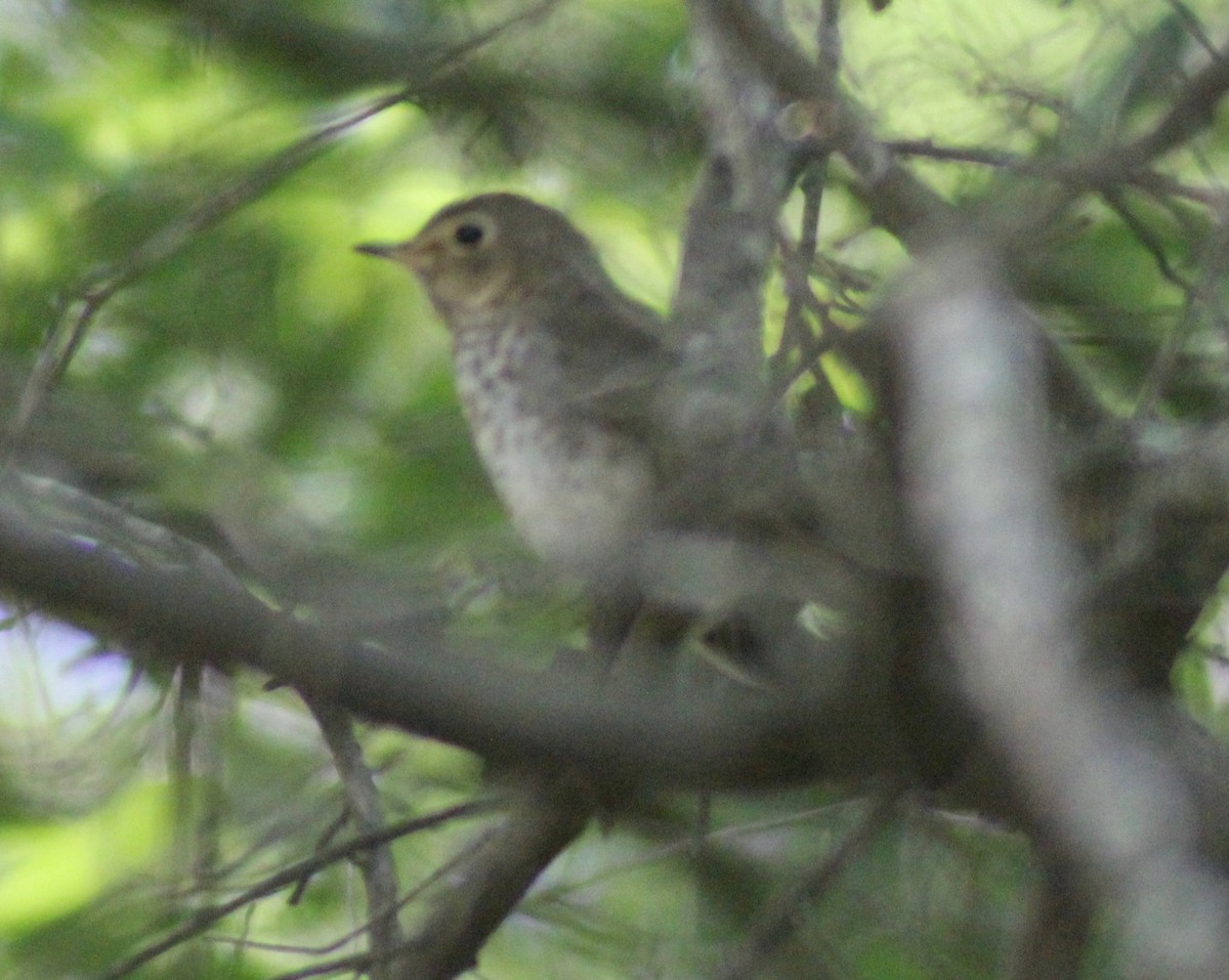 Swainson's Thrush - David Brotherton, cc