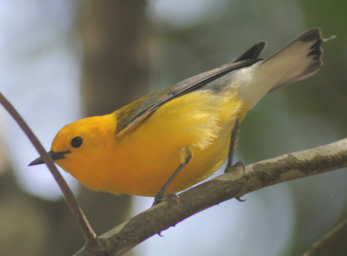 Prothonotary Warbler - ML566255541