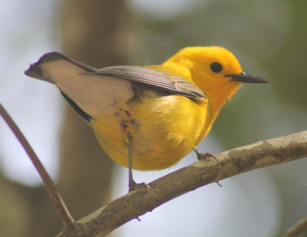 Prothonotary Warbler - ML566255551