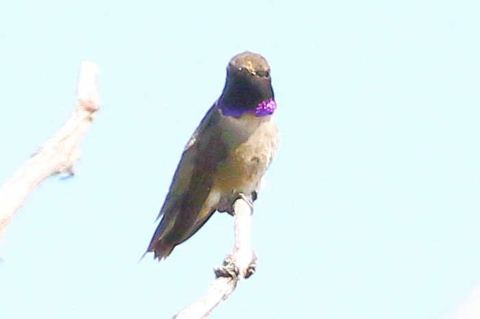 Black-chinned Hummingbird - ML566255781