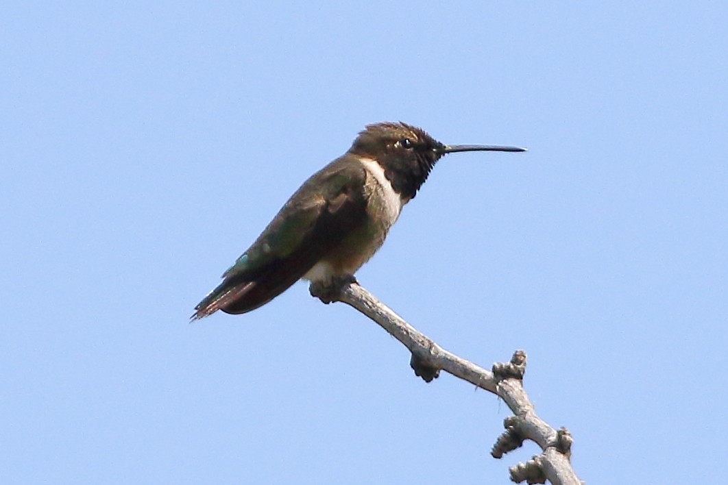 Black-chinned Hummingbird - ML566255791