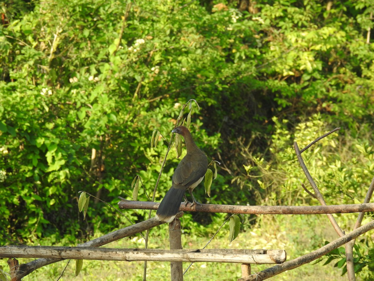 Chestnut-winged Chachalaca - Leandro Niebles Puello