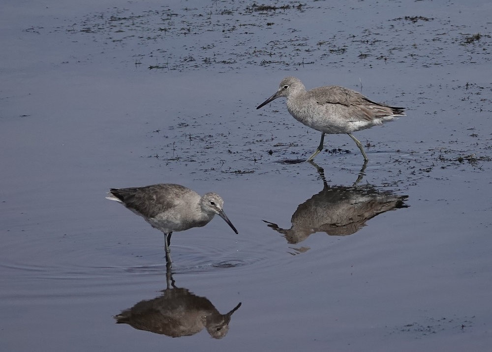 Willet - ML566257101