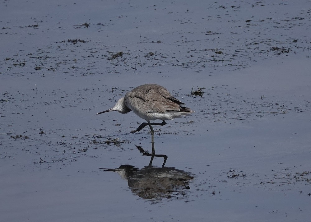 Willet - ML566257181