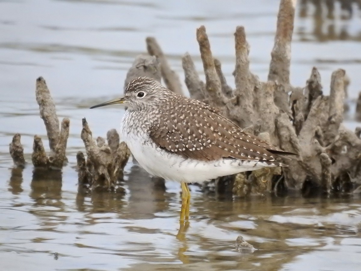 Solitary Sandpiper - ML566257211