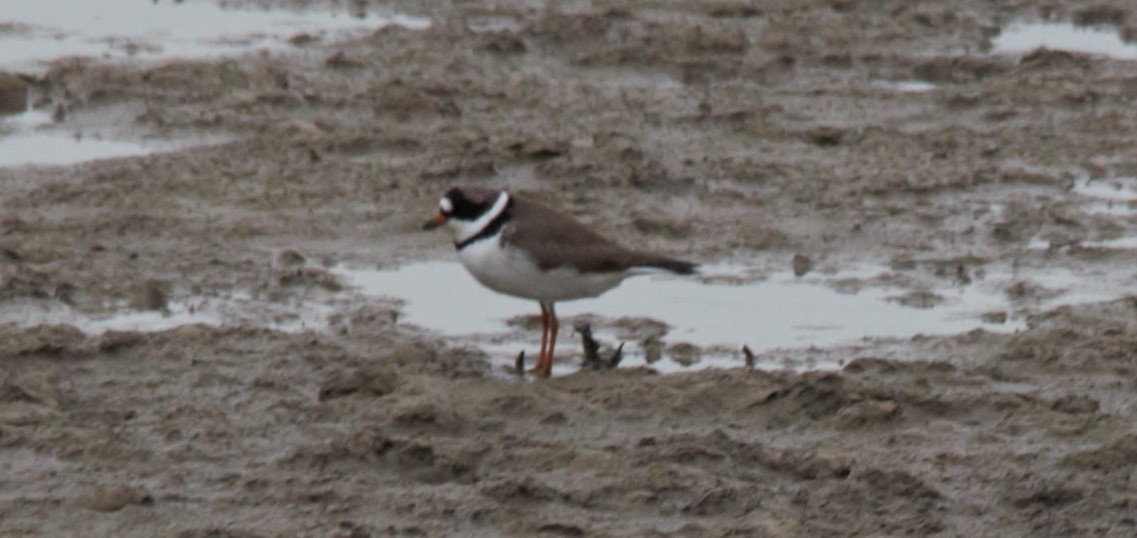 Semipalmated Plover - Dwight Moser