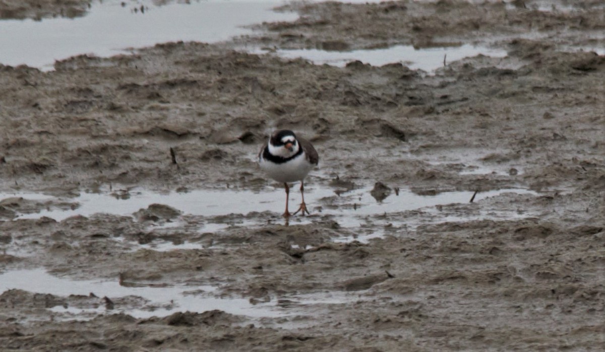 Semipalmated Plover - Dwight Moser