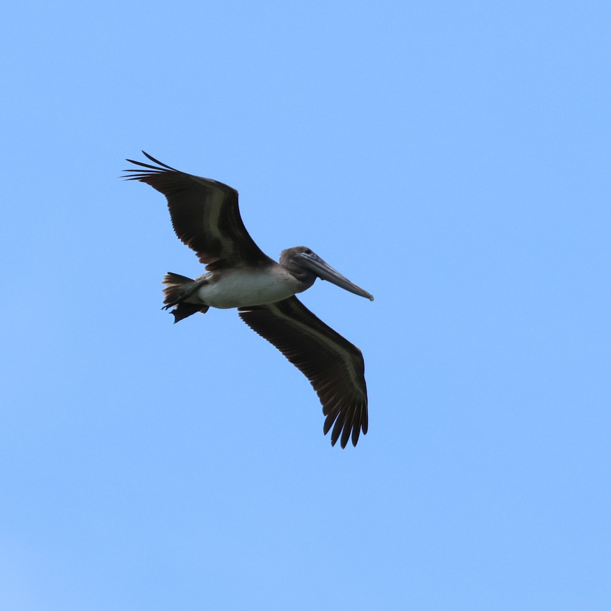 Brown Pelican - ML566257861