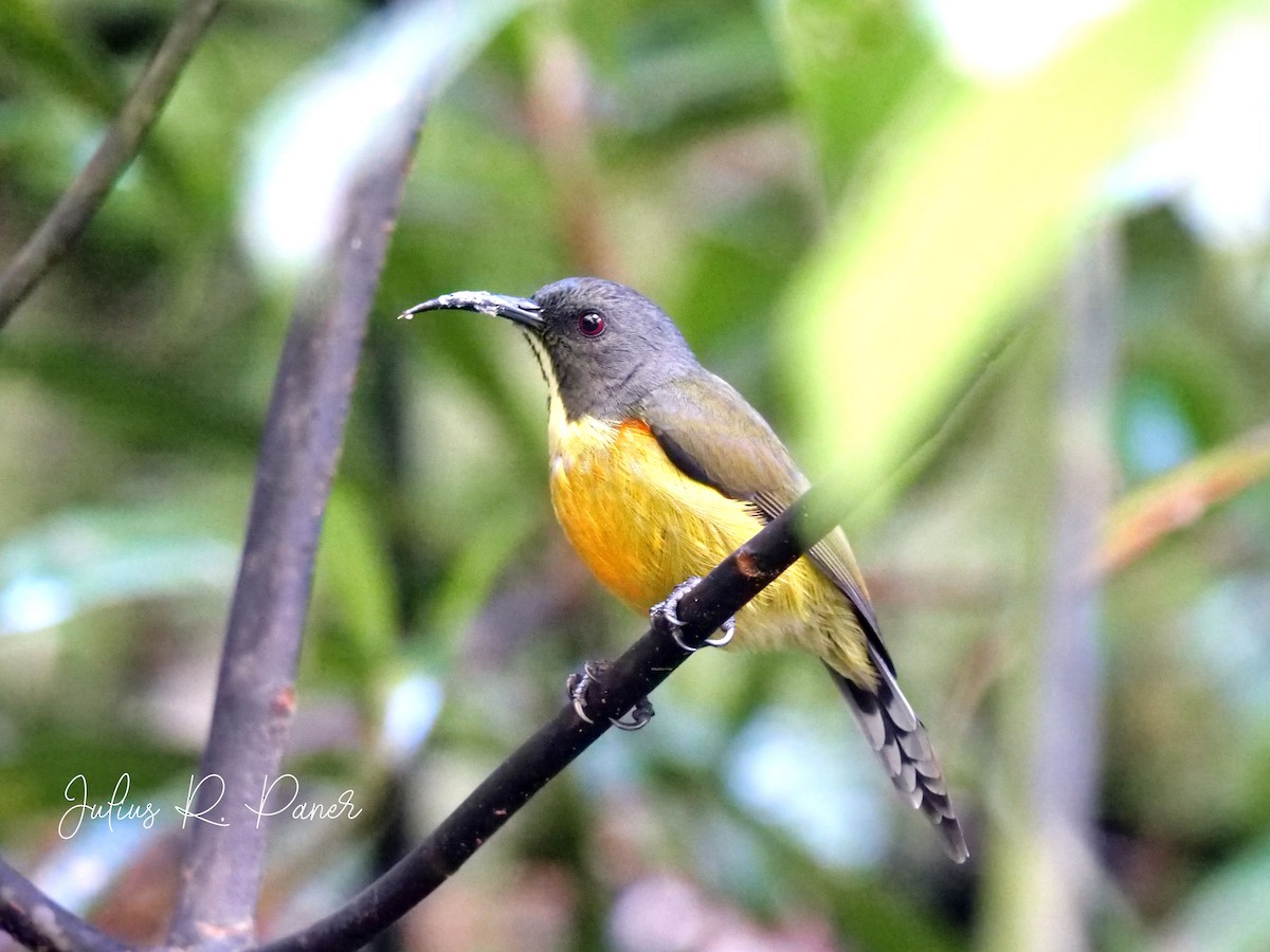 Mindanaonektarvogel - ML566258701