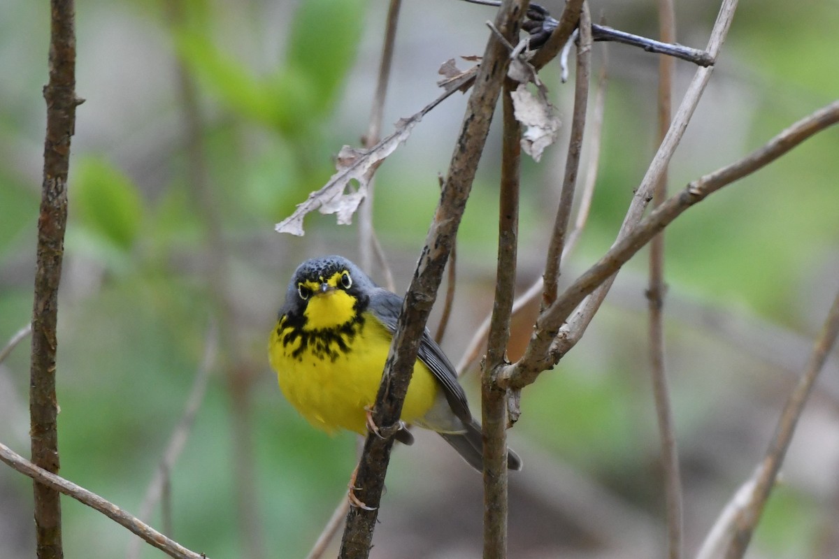 Canada Warbler - ML566259351