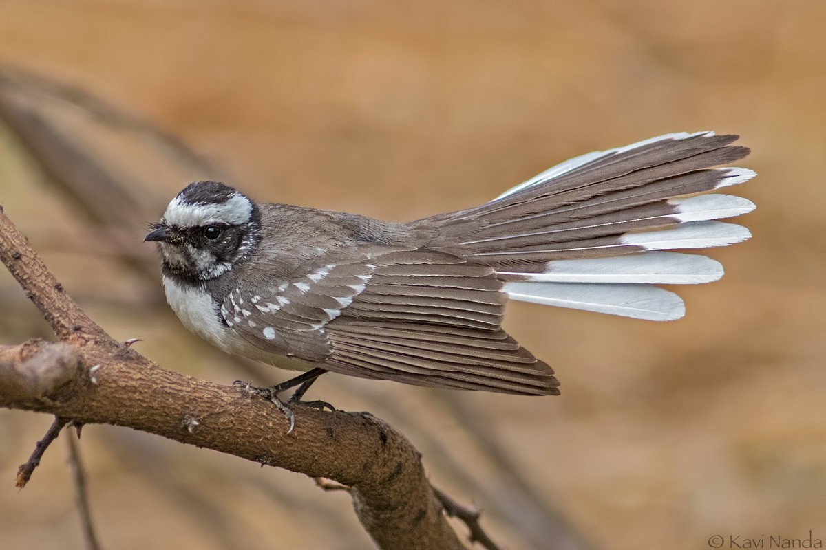 White-browed Fantail - Kavi Nanda