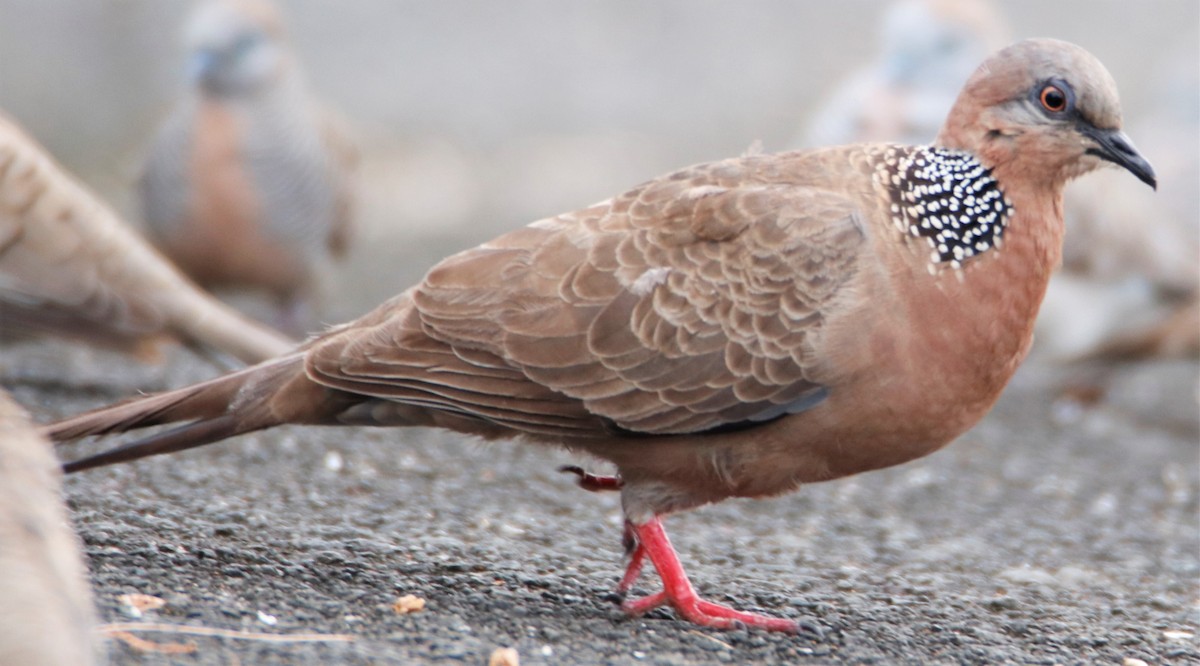 Spotted Dove - Barry Spolter