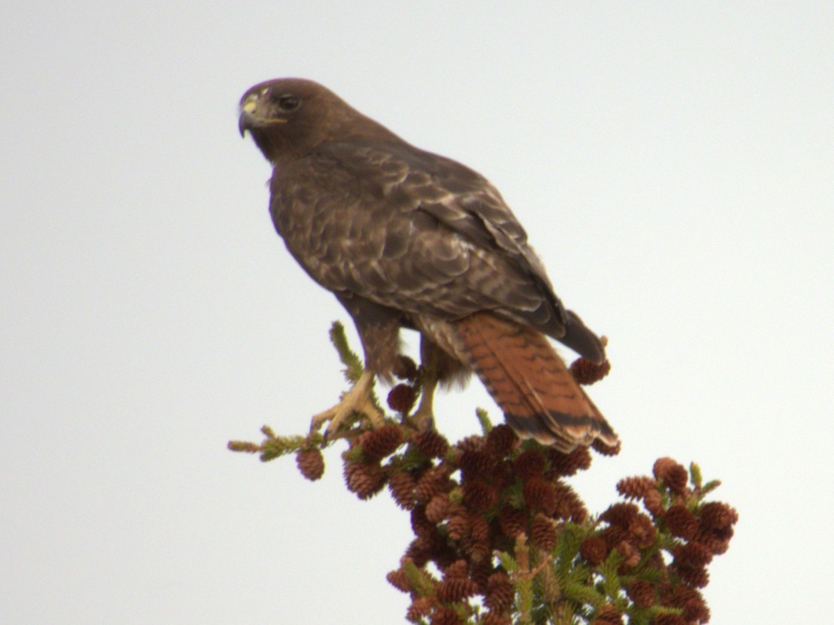 Red-tailed Hawk (calurus/abieticola) - ML566261281