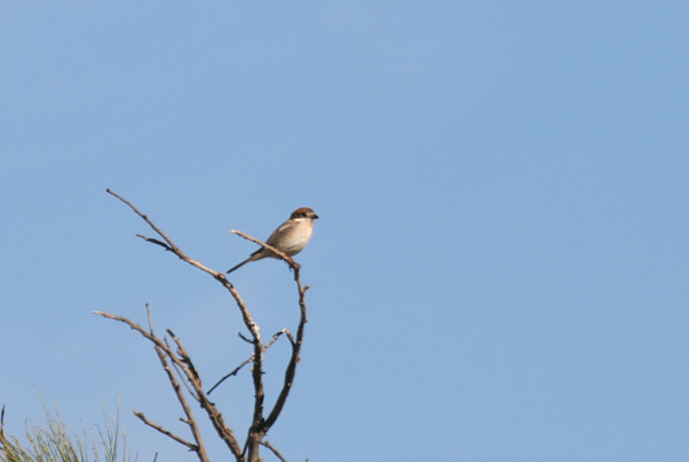 Woodchat Shrike - ML56626281