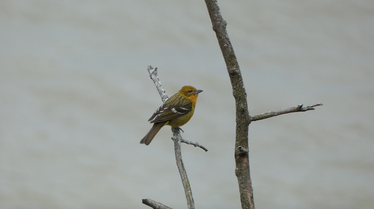 Flame-colored Tanager - ML566263451