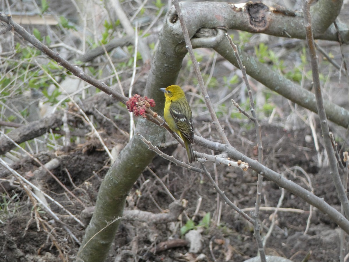 Flame-colored Tanager - ML566263461