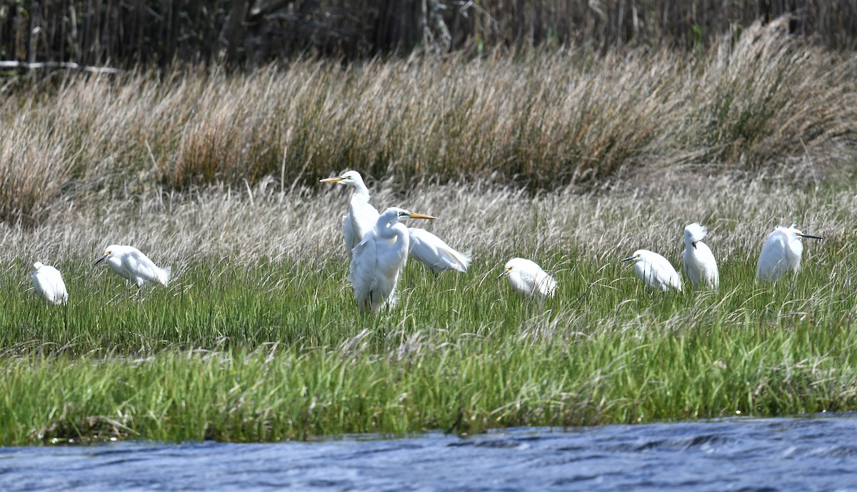 Great Egret - ML566263861