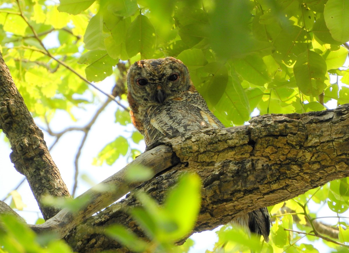 Mottled Wood-Owl - ML56626401