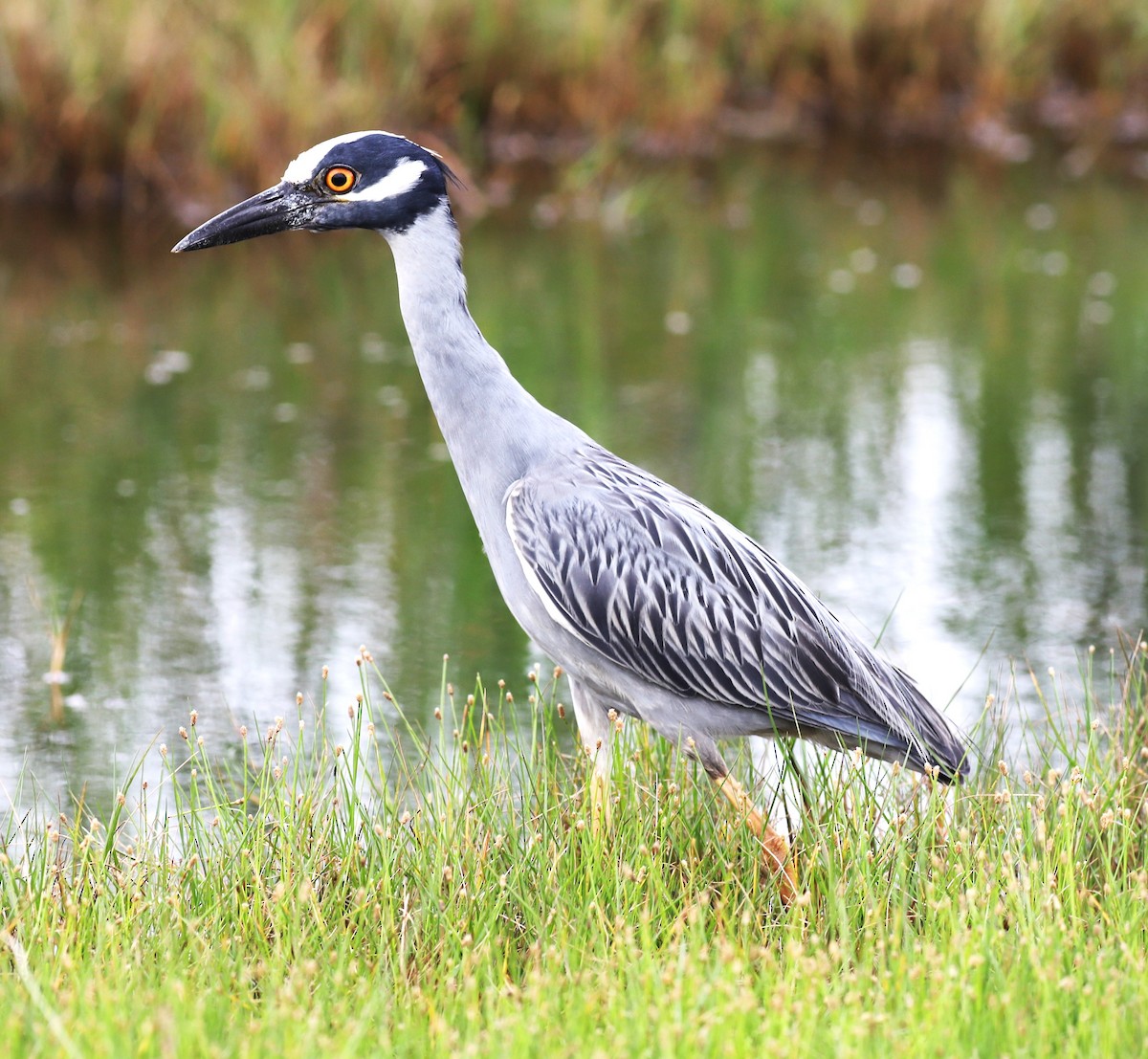 Yellow-crowned Night Heron - ML566264111