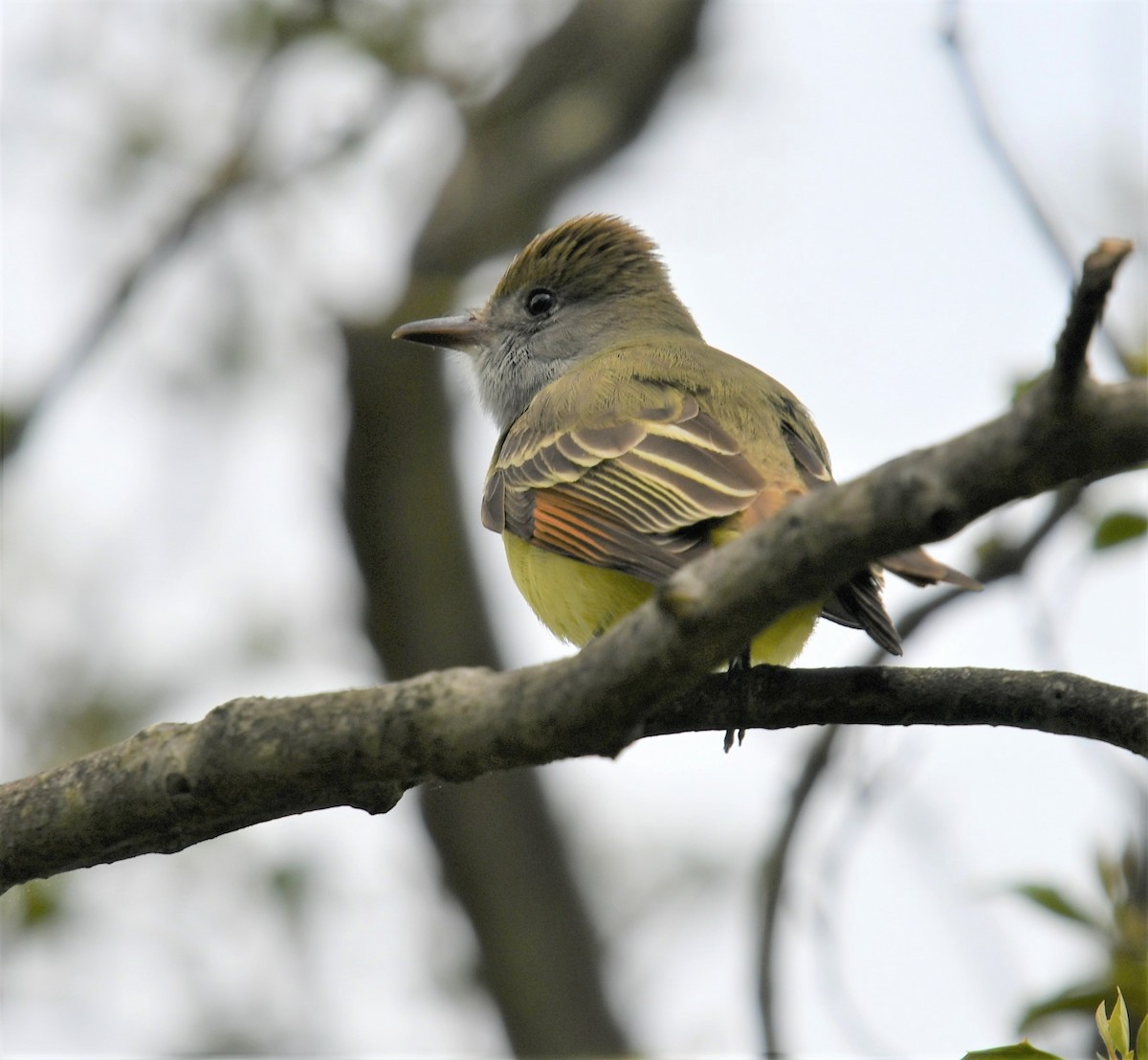 Great Crested Flycatcher - ML566264141