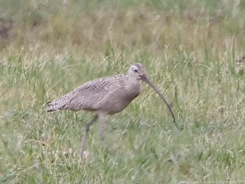 Long-billed Curlew - ML566264531