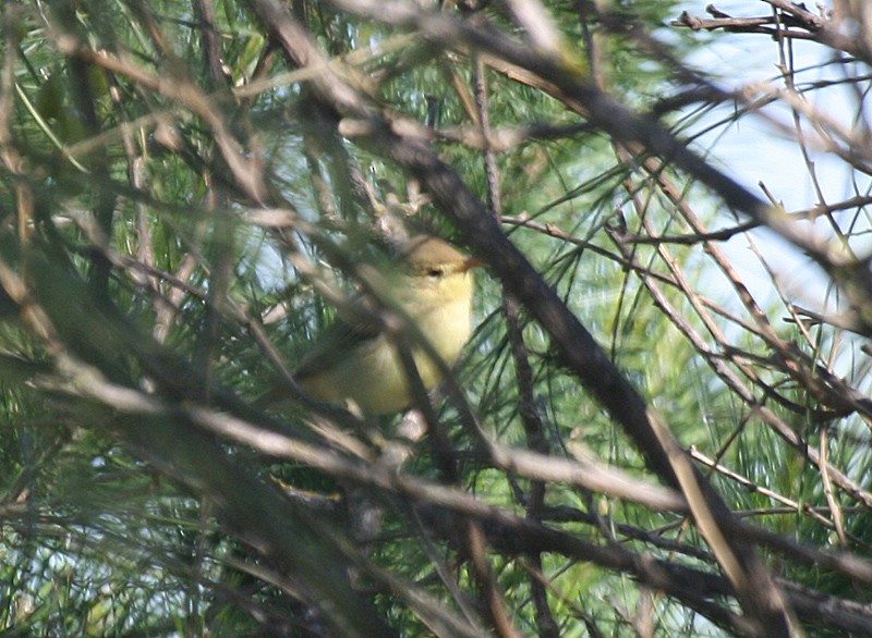 Melodious Warbler - ML56626521