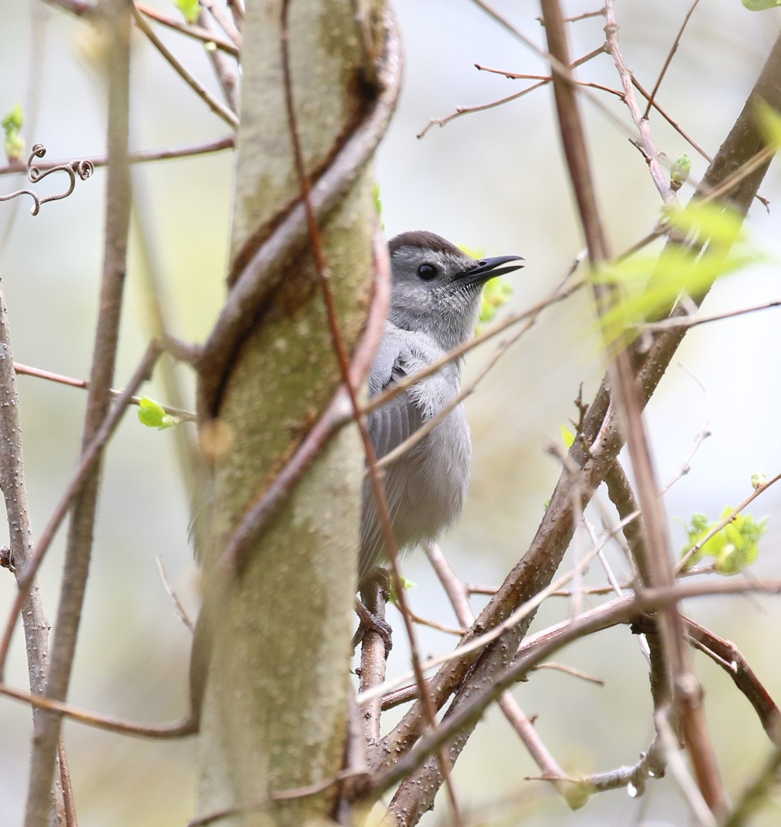 Gray Catbird - ML566265701