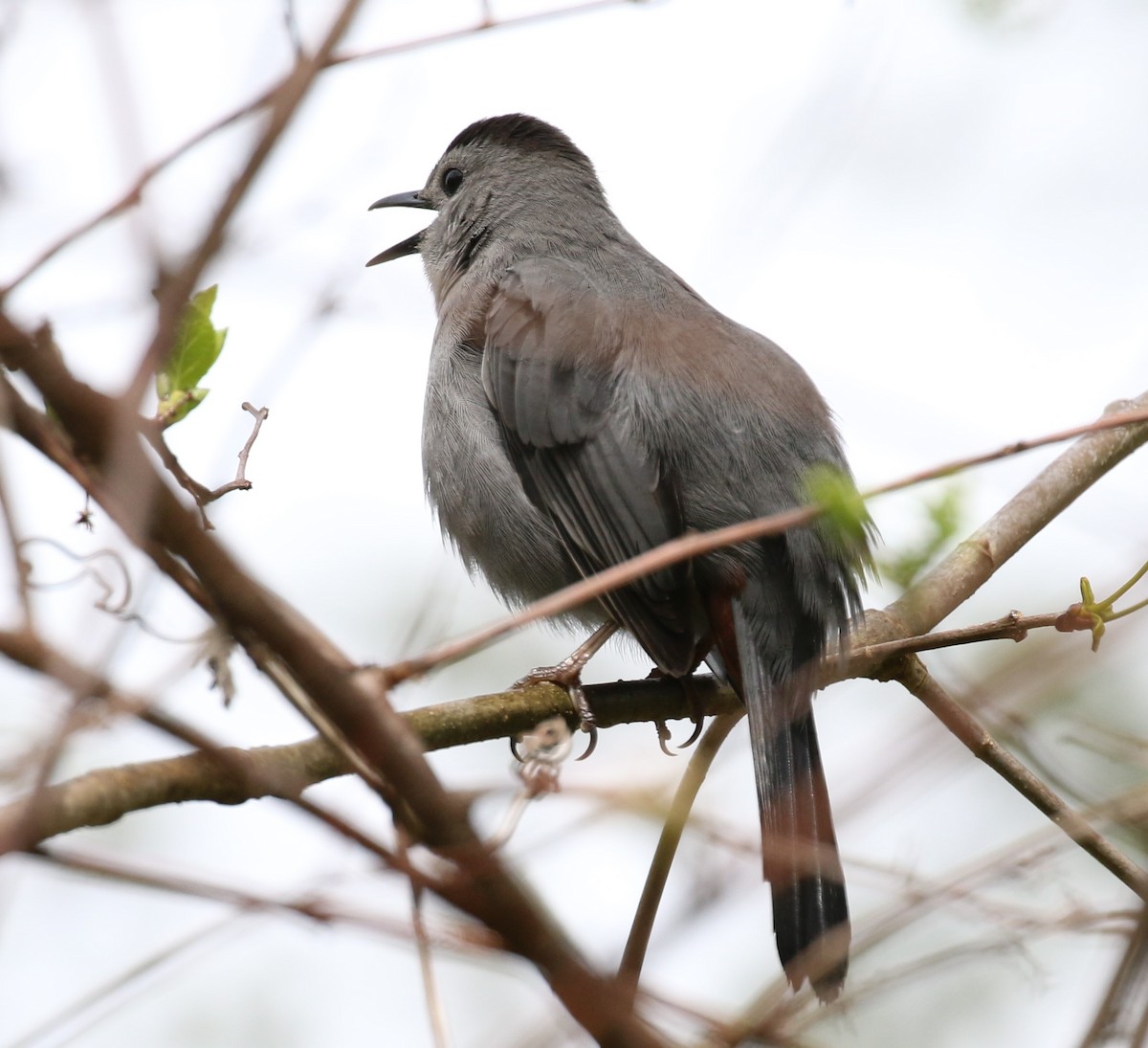 Gray Catbird - ML566265711