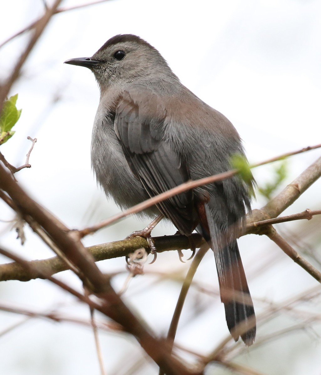 Gray Catbird - ML566265721