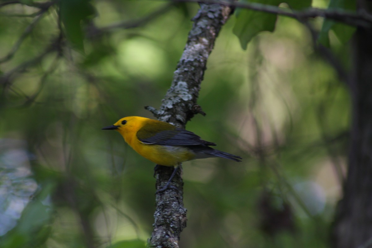 Prothonotary Warbler - ML566267151