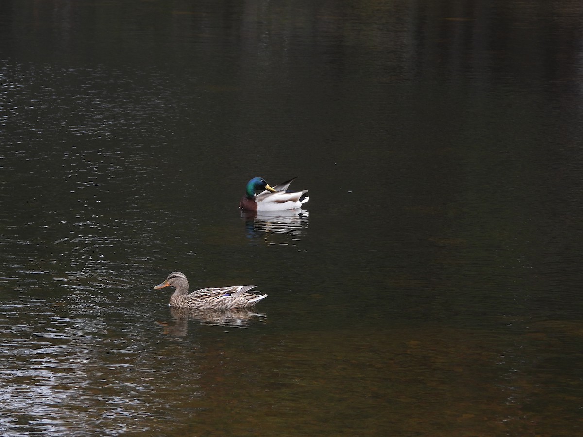 Mallard - Zhuofei Lu