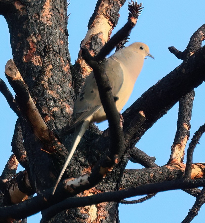 Mourning Dove - ML566267971