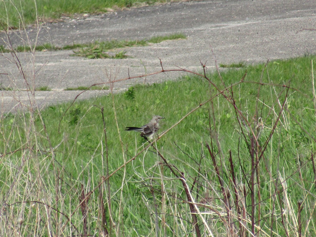 Northern Mockingbird - ML56627031