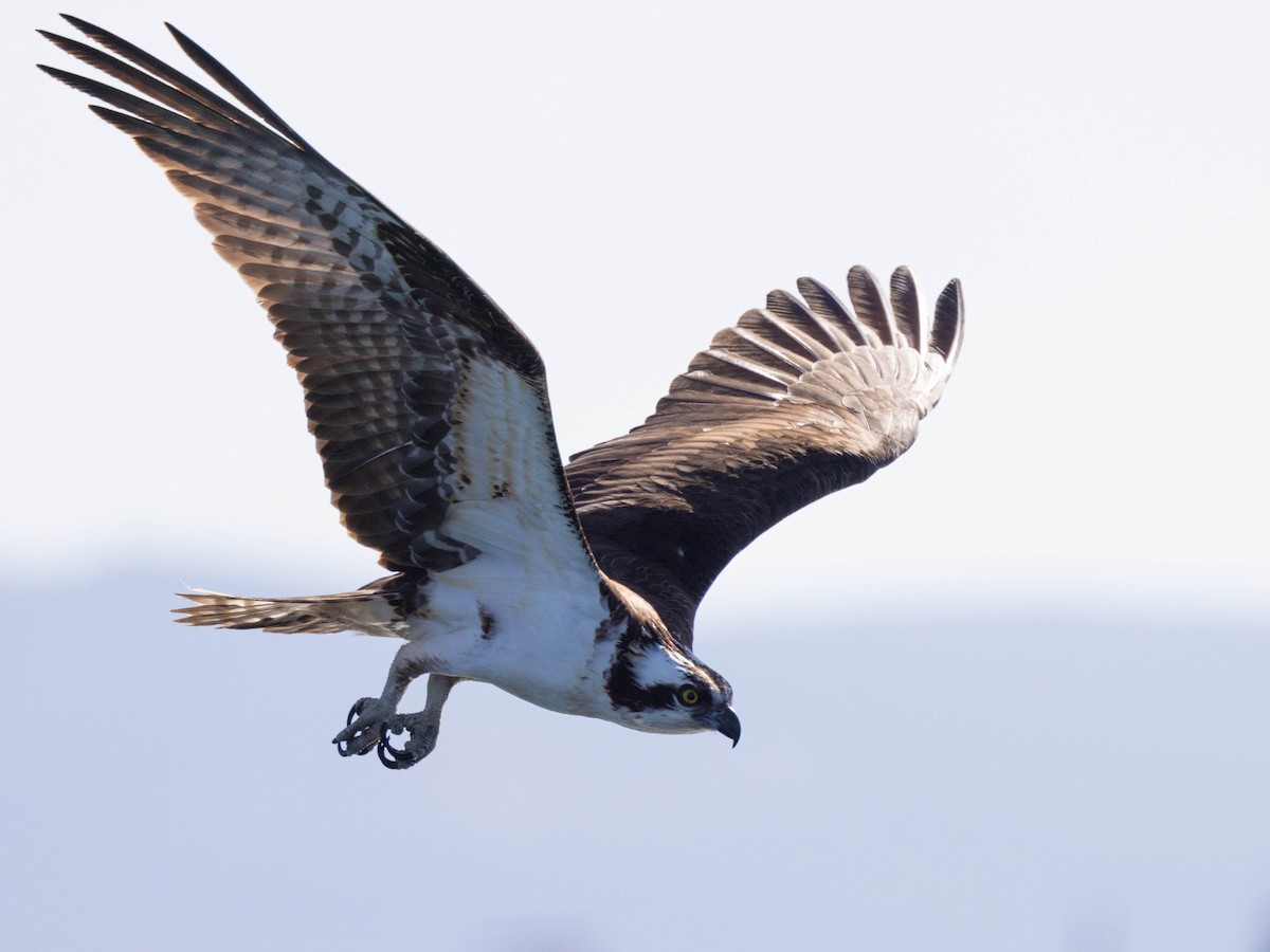 Águila Pescadora - ML566272041